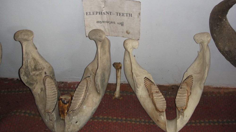 Слоновый зуб